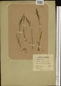 Poa pratensis L., Eastern Europe, Northern region (E1) (Russia)
