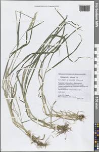 Calamagrostis obtusata Trin., Siberia, Baikal & Transbaikal region (S4) (Russia)