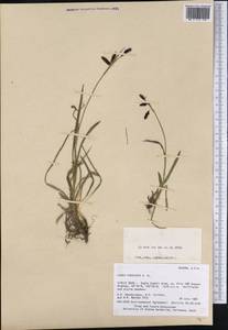 Carex podocarpa R.Br., America (AMER) (United States)