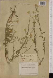 Berteroa incana (L.) DC., Western Europe (EUR) (Germany)