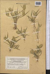 Eremopyrum bonaepartis (Spreng.) Nevski, Middle Asia, Western Tian Shan & Karatau (M3) (Kazakhstan)