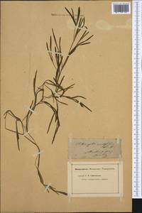 Potamogeton acutifolius Link ex Roem. & Schult., Western Europe (EUR) (France)