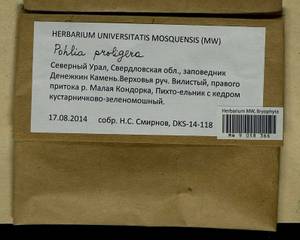 Pohlia proligera (Kindb. ex Breidl.) Lindb. ex Arnell, Bryophytes, Bryophytes - Permsky Krai, Udmurt Republic, Sverdlovsk & Kirov Oblasts (B8) (Russia)