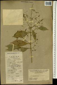 Euonymus, South Asia, South Asia (Asia outside ex-Soviet states and Mongolia) (ASIA) (China)