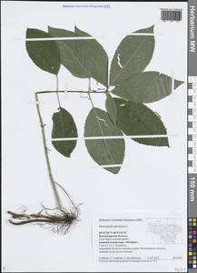 Mercurialis perennis L., Eastern Europe, Central region (E4) (Russia)