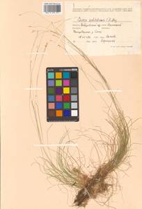 Carex sedakowii C.A.Mey. ex Meinsh., Siberia, Russian Far East (S6) (Russia)