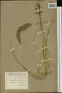 Calamagrostis epigejos (L.) Roth, Eastern Europe, North Ukrainian region (E11) (Ukraine)