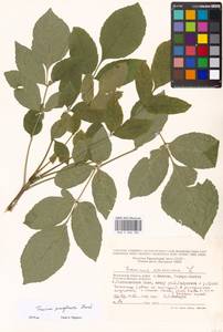 Fraxinus pennsylvanica Marshall, Eastern Europe, Moscow region (E4a) (Russia)