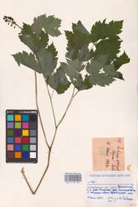 Actaea spicata L., Eastern Europe (no precise locality) (E0)
