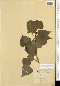 Populus nigra L., Caucasus, Armenia (K5) (Armenia)