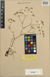Scaligeria napiformis (Willd. ex Spreng.) Grande, Western Europe (EUR) (Greece)