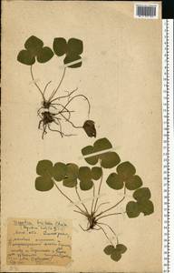 Hepatica nobilis Schreb., Eastern Europe, Moscow region (E4a) (Russia)