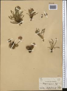 Erigeron azureus Regel ex Popov, Middle Asia, Pamir & Pamiro-Alai (M2) (Tajikistan)