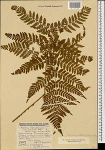 Dryopteris dilatata subsp. dilatata, Caucasus, Georgia (K4) (Georgia)