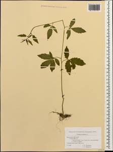 Cardamine bulbifera (L.) Crantz, Caucasus, Krasnodar Krai & Adygea (K1a) (Russia)