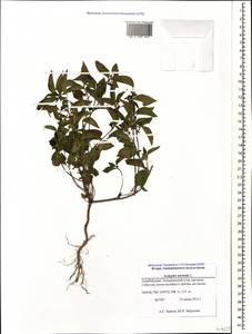 Acalypha australis L., Caucasus, Azerbaijan (K6) (Azerbaijan)