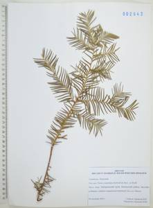 Taxus cuspidata Siebold & Zucc., Siberia, Russian Far East (S6) (Russia)