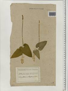 Maianthemum bifolium (L.) F.W.Schmidt, Eastern Europe, Lower Volga region (E9) (Russia)
