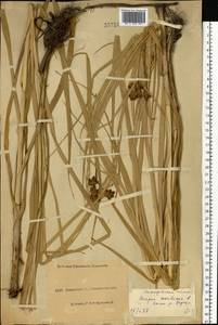 Bolboschoenus maritimus (L.) Palla, Eastern Europe, North Ukrainian region (E11) (Ukraine)