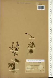 Ranunculus cicutarius Schltdl., Caucasus, Armenia (K5) (Armenia)