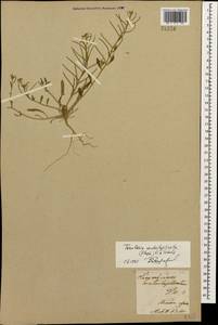 Neotorularia contortuplicata (Stephan) Hedge & J. Léonard, Caucasus, Armenia (K5) (Armenia)