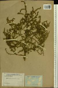 Salsola tragus L., Eastern Europe, South Ukrainian region (E12) (Ukraine)