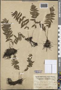 Thelypteris palustris Schott, Eastern Europe, Rostov Oblast (E12a) (Russia)