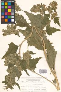 Atriplex sagittata Borkh., Eastern Europe, Moscow region (E4a) (Russia)