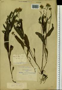 Eurybia sibirica subsp. sibirica, Siberia, Yakutia (S5) (Russia)