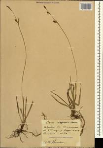 Carex vaginata Tausch, Caucasus, Stavropol Krai, Karachay-Cherkessia & Kabardino-Balkaria (K1b) (Russia)