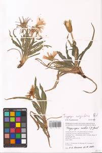 Tragopogon marginifolius Pawl., Eastern Europe, Lower Volga region (E9) (Russia)