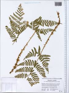 Dryopteris expansa (C. Presl) Fraser-Jenk. & Jermy, Siberia, Baikal & Transbaikal region (S4) (Russia)