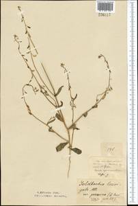 Goldbachia laevigata (M.Bieb.) DC., Middle Asia, Northern & Central Kazakhstan (M10) (Kazakhstan)