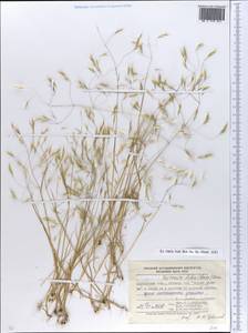 Ventenata dubia (Leers) Coss. & Durieu, Eastern Europe, South Ukrainian region (E12) (Ukraine)