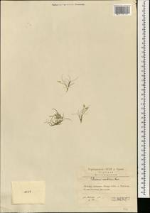 Schismus arabicus Nees, South Asia, South Asia (Asia outside ex-Soviet states and Mongolia) (ASIA) (Iran)