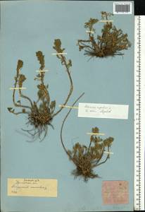 Artemisia rupestris L., Eastern Europe, Eastern region (E10) (Russia)
