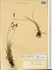 Carex tristis M.Bieb., Caucasus, Dagestan (K2) (Russia)