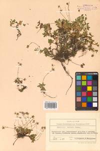 Micranthes merkii subsp. merkii, Siberia, Chukotka & Kamchatka (S7) (Russia)