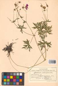Geranium soboliferum Kom., Siberia, Russian Far East (S6) (Russia)