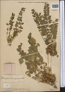 Astragalus schanginianus Pall., Middle Asia, Dzungarian Alatau & Tarbagatai (M5) (Kazakhstan)