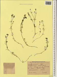 Cynanchica biebersteinii (V.I.Krecz.) P.Caputo & Del Guacchio, Caucasus, Stavropol Krai, Karachay-Cherkessia & Kabardino-Balkaria (K1b) (Russia)