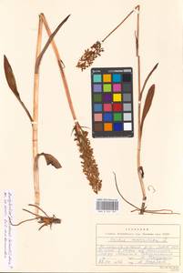Dactylorhiza fuchsii subsp. hebridensis (Wilmott) Soó, Eastern Europe, Moscow region (E4a) (Russia)