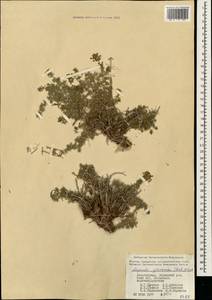 Asperula glomerata (M.Bieb.) Griseb., Caucasus, Azerbaijan (K6) (Azerbaijan)