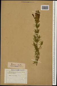 Dracocephalum austriacum L., Caucasus (no precise locality) (K0)