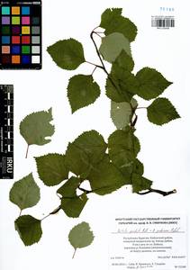 Betula pendula × pubescens, Siberia, Baikal & Transbaikal region (S4) (Russia)