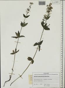 Galium pseudoboreale Klokov, Eastern Europe, Central forest region (E5) (Russia)
