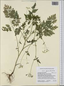 Torilis japonica (Houtt.) DC., Western Europe (EUR) (Bulgaria)