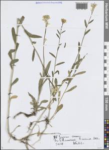 Erysimum croceum Popov, Middle Asia, Northern & Central Tian Shan (M4) (Kazakhstan)