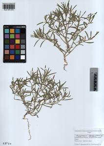 KUZ 003 570, Corispermum hyssopifolium L., Siberia, Altai & Sayany Mountains (S2) (Russia)