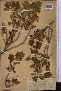 Ribes meyeri, Middle Asia, Western Tian Shan & Karatau (M3) (Kazakhstan)